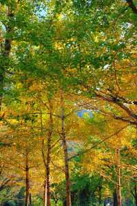 上海杭州周邊｜不在奈良，在諸暨