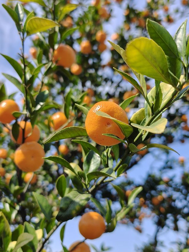 挖到一條寶藏秋遊採橘子路線！