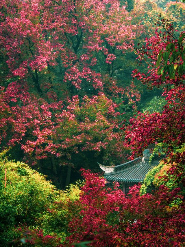 南京|沒有一座山比棲霞更懂秋天