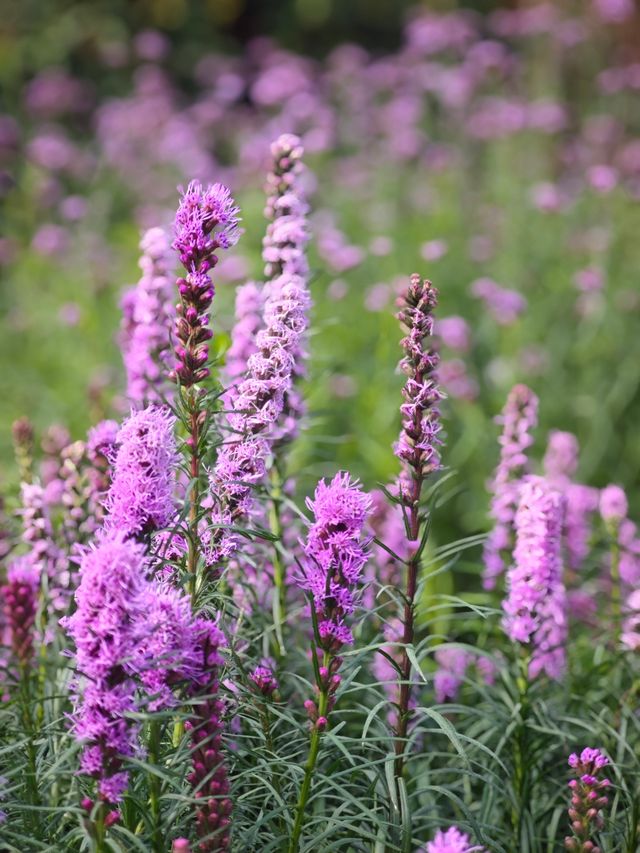 二沙島園林展暴走攻略 二沙島園林展暴走攻略