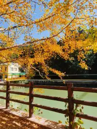 廣東賞秋好去處帽子峰林場賞銀杏攻略