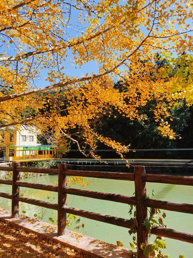 廣東賞秋好去處帽子峰林場賞銀杏攻略 廣東賞秋好去處帽子峰林場賞銀杏攻略