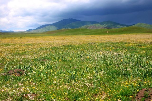 夏日必去甘南草原 夏日必去甘南草原