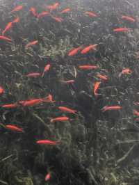 秋日限定!魔都城市氧吧暴走地圖