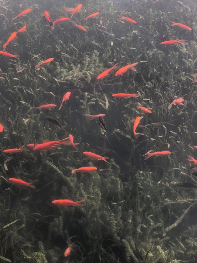 秋日限定!魔都城市氧吧暴走地圖 秋日限定!魔都城市氧吧暴走地圖