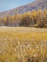 阿爾山國家森林公園