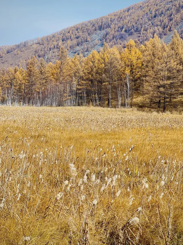 阿爾山國家森林公園