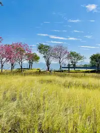 深圳又多一個週末遛娃、海邊徒步的好去處