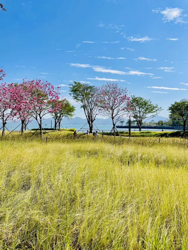 深圳又多一個週末遛娃、海邊徒步的好去處 深圳又多一個週末遛娃、海邊徒步的好去處