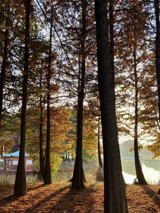 11.22 Live Update｜Xuyi, autumn straight out of a textbook. 