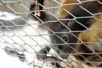 |重慶  樂山出發體驗感拉滿的一個動物園