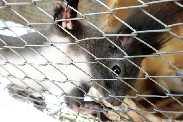 |重慶  樂山出發體驗感拉滿的一個動物園