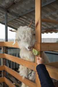 【冬日親子首選】住進現實版童話屋｜壁爐溫泉×農場體驗，解鎖治