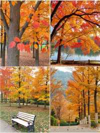 上海1.5小時直達！金山楓葉島，藏著魔都最濃秋意