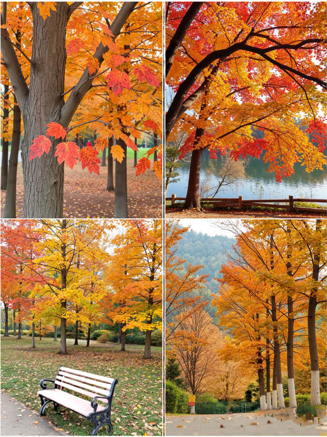 上海1.5小時直達！金山楓葉島，藏著魔都最濃秋意