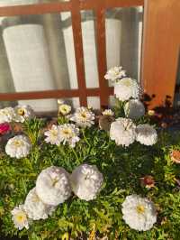 一草一木，皆是禪心