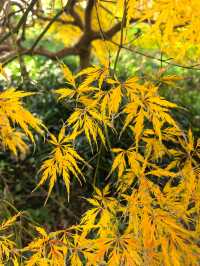 申城賞秋正當時