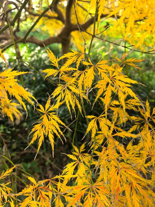 申城賞秋正當時 申城賞秋正當時