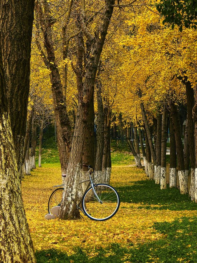 行者遊記|寧波黃金大道東錢湖Zui上鏡銀杏林 行者遊記|寧波黃金大道東錢湖Zui上鏡銀杏林