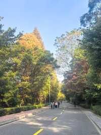 【韶關紅葉季】韶州公園漫步指南童話世界的調色盤在這裡!