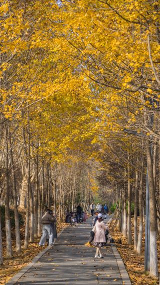 Locals' Secret! Hefei's Lesser-Known Autumn Photo Spots, Few People and Great Shots