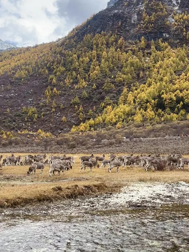 稻城亞丁的秋天，是上帝打翻的調色盤！