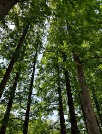 上海絕美紅葉秘境長風公園的秋天也太犯規了吧！