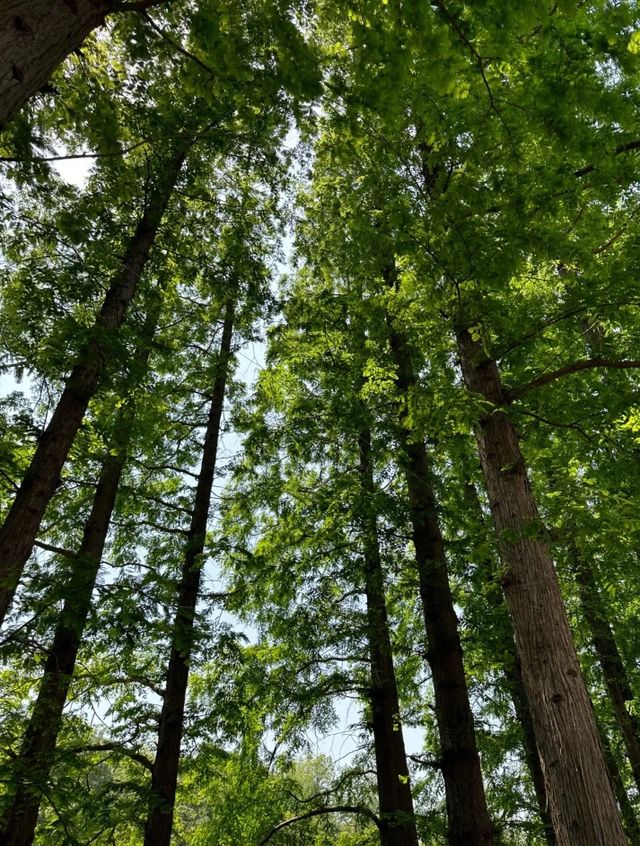 上海絕美紅葉秘境長風公園的秋天也太犯規了吧！