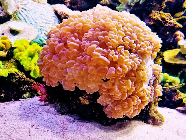 Coral Kingdom Calling: Your Ultimate Great Barrier Reef Snorkel Adventure