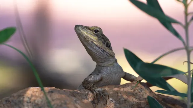 被譽為「海底熱帶雨林」-澳大利亞大堡礁