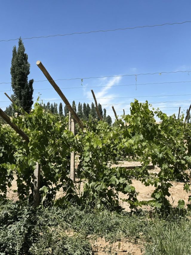 敦煌1日包車遊打卡所有精華景點 敦煌1日包車遊打卡所有精華景點