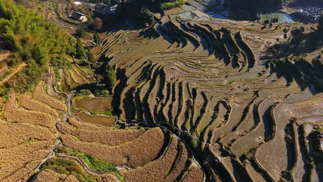 雲和梯田截止1129稻穀收割進度,附遊玩攻略 雲和梯田截止1129稻穀收割進度,附遊玩攻略