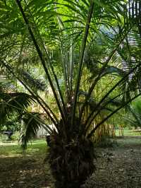 中國科學院西雙版納熱帶植物園真的太寶藏了，必須安利給大家