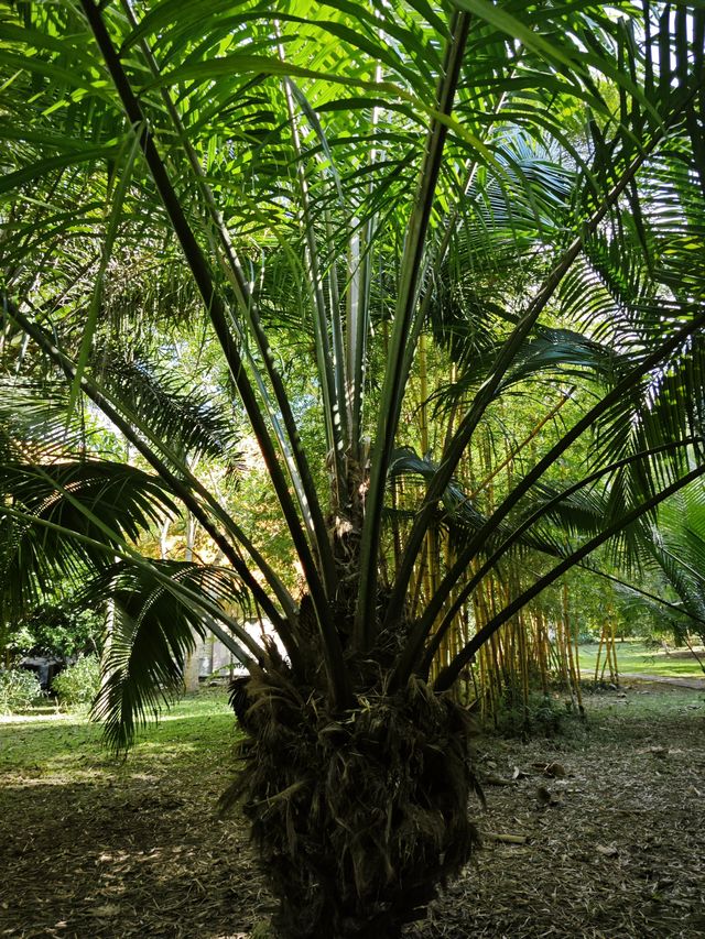 中國科學院西雙版納熱帶植物園真的太寶藏了，必須安利給大家