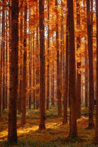 江蘇這片紅杉秘境美炸了!12月最佳觀賞期僅剩2週