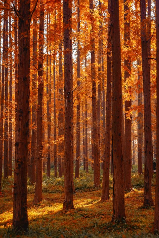 江蘇這片紅杉秘境美炸了!12月最佳觀賞期僅剩2週 江蘇這片紅杉秘境美炸了!12月最佳觀賞期僅剩2週