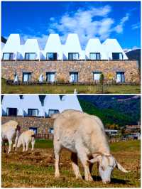 麗江版宮崎駿世界！這家雪山野奢酒店也太治癒了吧