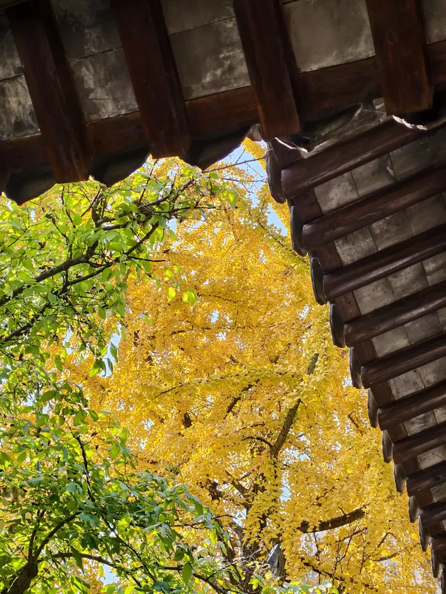 看我用手機記錄鹽官最濃的秋色附機位版 看我用手機記錄鹽官最濃的秋色附機位版