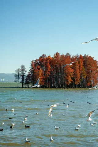 大理紅杉到了最佳觀賞期～拍照地點合集