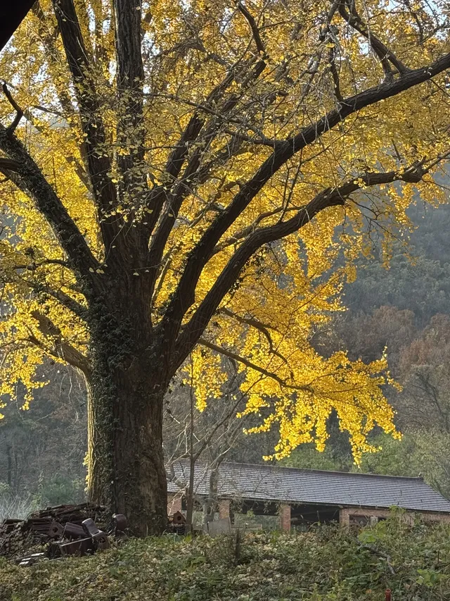 南京千年銀杏|原片直出無濾鏡 南京千年銀杏|原片直出無濾鏡