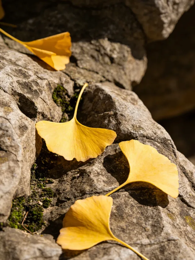 不是日本！廣東省自己的黃金大道