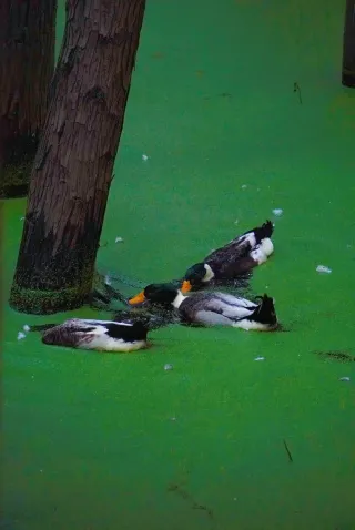 A real-life Wizard of Oz! The Qingshan Lake Water Forest has turned red!