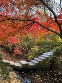live圖的意義|南京中山植物園紅楓美瘋了