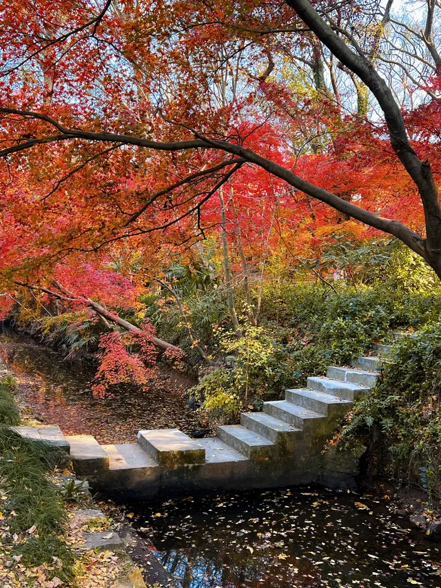 live圖的意義|南京中山植物園紅楓美瘋了 live圖的意義|南京中山植物園紅楓美瘋了