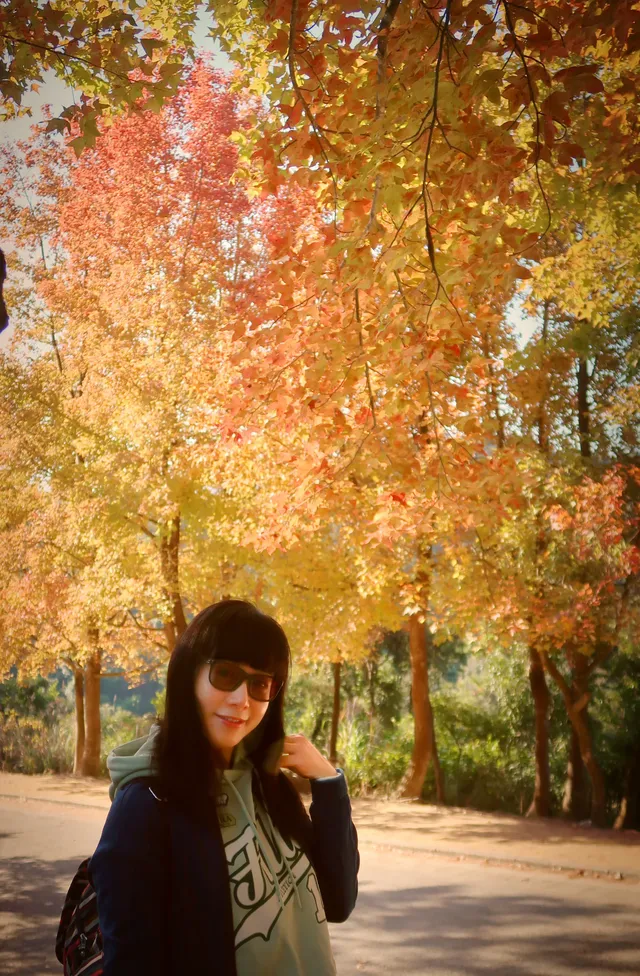 大棠楓香林.你沒看錯.這是香港的楓葉林喔 大棠楓香林.你沒看錯.這是香港的楓葉林喔