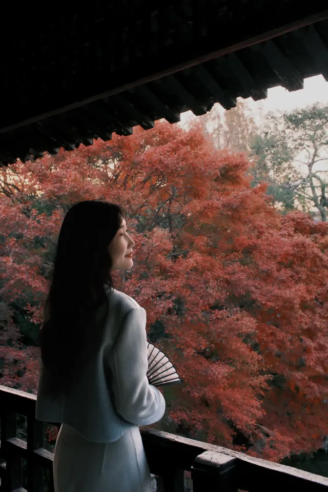 何園的雞爪槭，已經進入「高光時刻」