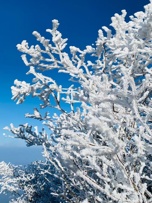 冰雪奇緣龍王山徒步踏, 雪賞霧淞 冰雪奇緣龍王山徒步踏, 雪賞霧淞