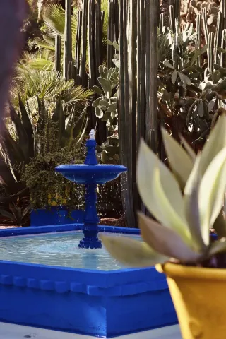 Step into the Cactus Garden and encounter blue romance