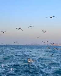 青島:山海間的百年風情,一灣潮起的時光長卷