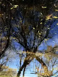 12月洱海!闖入現實版《小森林》紅杉秘境!